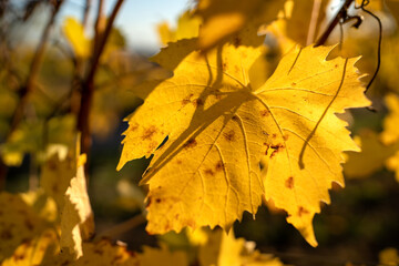Weinlaub