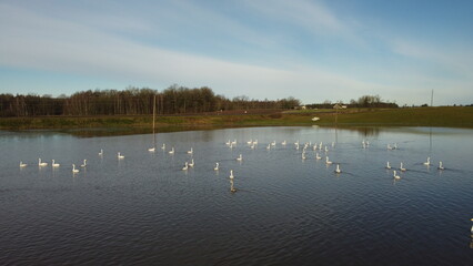 Large flock of wild geese splashed down on pond to rest on an autumn day