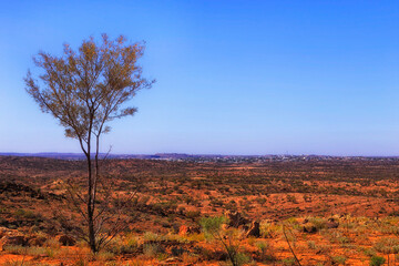 Obraz premium BH Garden One Tree to city