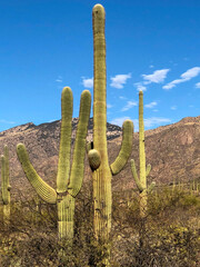 saguaro cactus in state