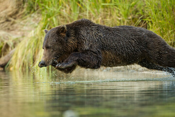 Leaping Brown Bear, Katmai National Park, Alaska