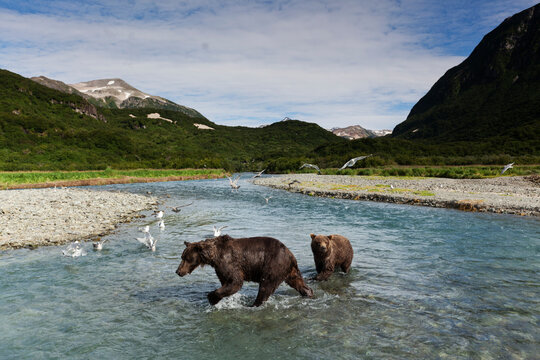 Brown Bear Sow and Cub, Katmai National Park, Alaska