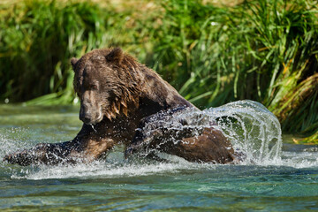 Fototapeta premium Brown Bear Fishing for Salmon, Katmai National Park, Alaska
