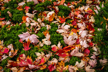 Vibrant red maple leaves contrast against deep green moss in the autumn.