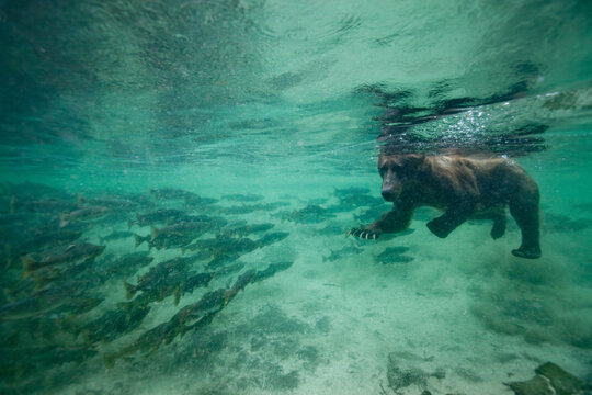 Grizzly Bear, Katmai National Park, Alaska