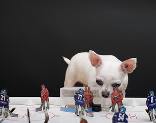 A small chihuahua dog sits by a hockey board game and looks at the puck with his head tilted....