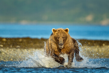 Running Brown Bear, Katmai National Park, Alaska