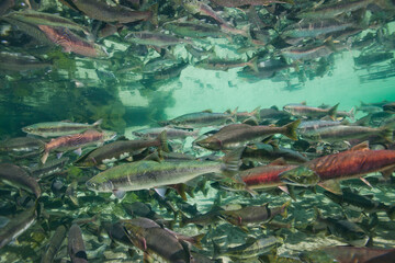 Underwater Spawning Salmon, Alaska