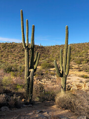 cactus in the desert
