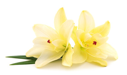 Obraz na płótnie Canvas Two yellow lilies.