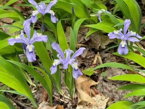 Dwarf Iris