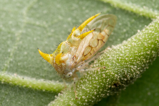macro shot of a poppea tree hopper 