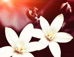 purpure image of the white flowers - 544198520
