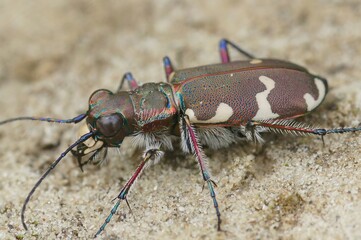 Closeup on the Northern dune tiger beetle, Cicindela hybrida sitting on sandy soil
