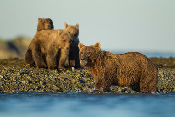 Brown Bear and Cubs, Katmai National Park, Alaska