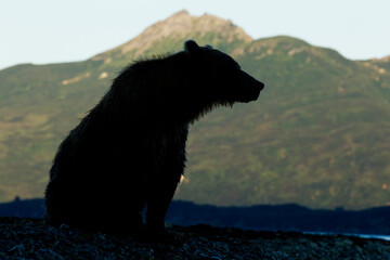 Brown Bear at Sunset, Katmai National Park, Alaska
