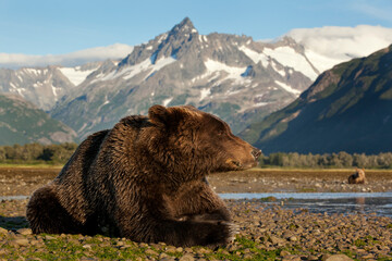 Resting Brown Bear, Katmai National Park, Alaska