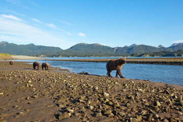 Brown Bear Sow and Cubs, Katmai National Park, Alaska