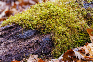 Moss growing on a rotting log surrounded by dead leaves during fall in Wisconsin. Selective focus,...