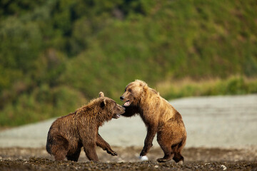 Fighting Brown Bears, Katmai National Park, Alaska