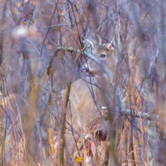 Obraz premium White-tailed Buck (Odocoileus virginianus) in thick brush during fall in Wisonsin. Selective focus, background blur and foreground blur. 
