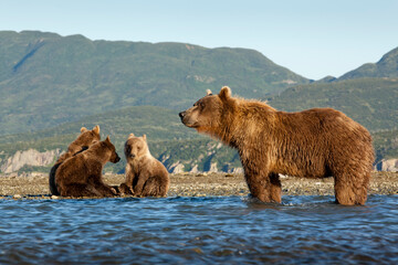 Fishing Brown Bear and Cubs, Katmai National Park, Alaska