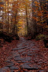 jesienny złocisty las, las jesienią