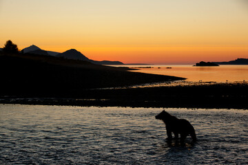 Brown Bear at Dawn, Katmai National Park, Alaska
