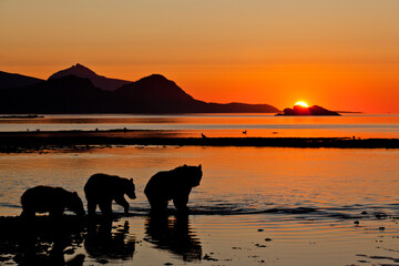 Brown Bears at Dawn, Katmai National Park, Alaska