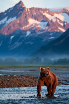 Brown Bear at Dawn, Katmai National Park, Alaska
