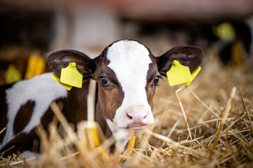 Close up view of holstein calf lying in straw inside dairy farm. - obrazy, fototapety, plakaty