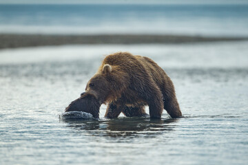 Brown Bear Attacks Spring Cub, Katmai National Park, Alaska