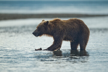 Brown Bear Attacks Spring Cub, Katmai National Park, Alaska