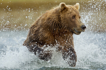 Fototapeta na wymiar Brown Bear Fishing, Katmai National Park, Alaska