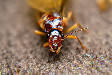 Close Up of Swarmers, moths, flying termite, winged termites, subterranean termites, drywood termites come out of termites nests to mate and create new colonies.This moth comes out in the rainy season