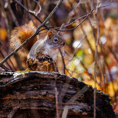 American Red Squirrel (Tamiasciurus hudsonicus) sitting on a dead tree stump during fall in Wisconsin. Selective focus, background blur and foreground blur.
