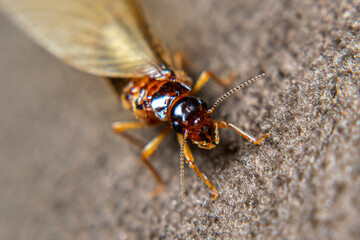 Close Up of Swarmers, moths, flying termite, winged termites, subterranean termites, drywood termites come out of termites nests to mate and create new colonies.This moth comes out in the rainy season