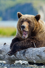 Obraz premium Brown Bear on Log, Katmai National Park, Alaska
