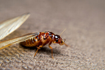Close Up of Swarmers, moths, flying termite, winged termites, subterranean termites, drywood...