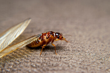 Close Up of Swarmers, moths, flying termite, winged termites, subterranean termites, drywood termites come out of termites nests to mate and create new colonies.This moth comes out in the rainy season