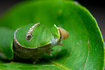 Close Up of Keket caterpillar, Orange caterpillar, Green caterpillar that only eats orange leaves