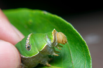 Close Up of Keket caterpillar, Orange caterpillar, Green caterpillar that only eats orange leaves