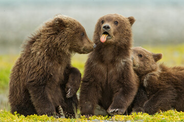 Obraz premium Brown Bear Cubs, Katmai National Park, Alaska