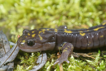 Closeup on the critically endangered Gorgan Mountain Salamander, Paradactylodon gorganensis