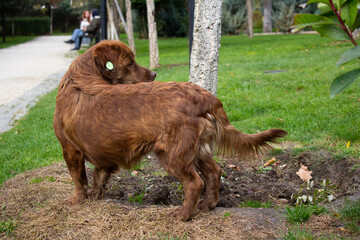 A red brown stray dog ​​turned around in the park. A mark in the form of a round earring on the ear of an animal. The concept of caring for pets in Georgia. The dog is looking for an owner and a home