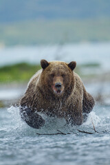 Brown Bear Fishing for Salmon, Katmai National Park, Alaska