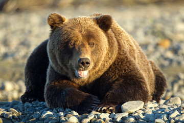 Fototapeta na wymiar Resting Brown Bear, Katmai National Park, Alaska