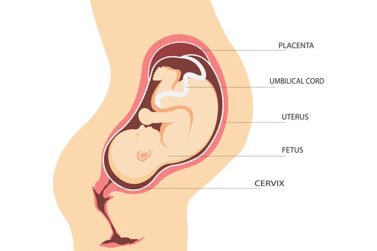 Pregnancy. Anatomy of the uterus with a fetus