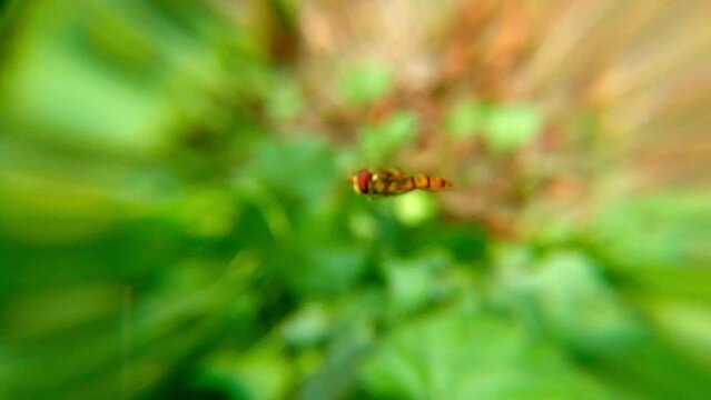 Syrphe ceintur&eacute; - (Episyrphus balteatus)