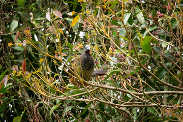 Chachalaca, Galliform Bird Poses on a Tree Branch
